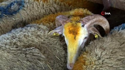 Cep telefonuyla 'mobil' kurban satışı ilgi görüyor