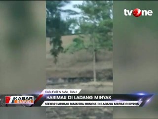 Akibat Kebakaran Hutan, Harimau Berkeliaran di Ladang Minyak