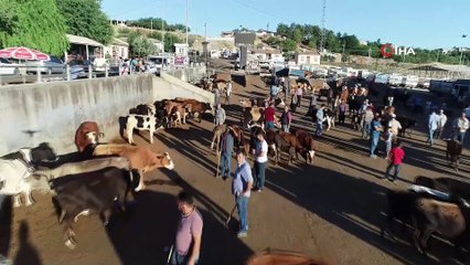 Download Video: Diyarbakır’da kurbanlık hareketliliği başladı...Kurban pazarı havadan görüntülendi