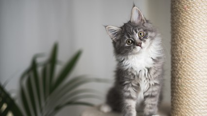 10 verrückte Fakten über Katzen