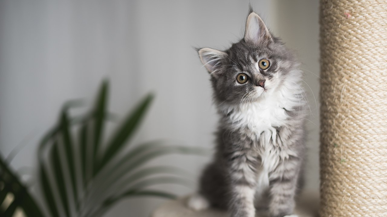 10 verrückte Fakten über Katzen