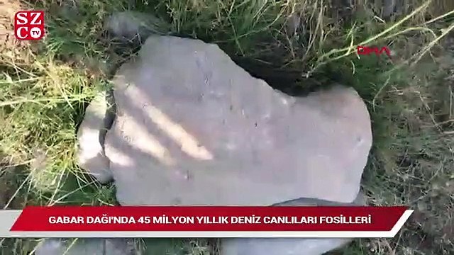 Gabar Dağı’nda 45 milyon yıllık deniz canlıları fosilleri