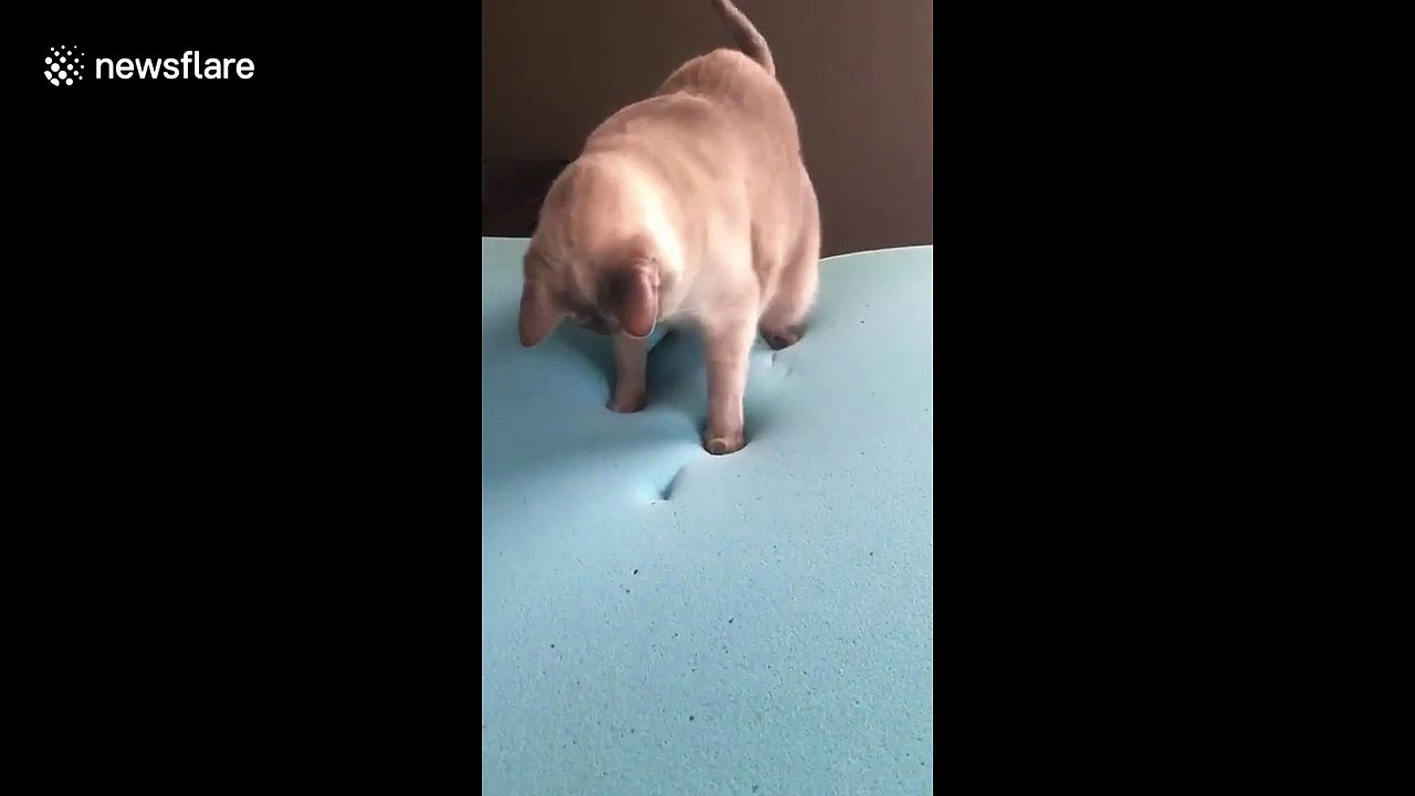 Ontario cat hilariously startled by disappearin...