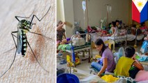 Philippines declares dengue epidemic as deaths rise