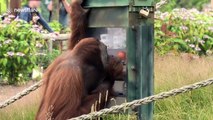 Clever orangutan uses tools to grab snacks out of 'vending machine'
