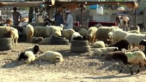 Irak'taki ekonomik durum kurbanlık piyasasını da etkiliyor (1)