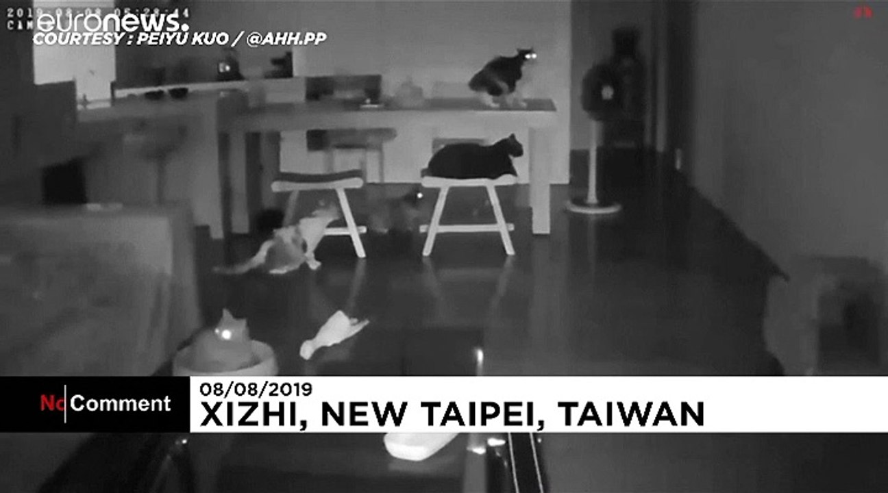 Erdbeben schreckt Katzen auf