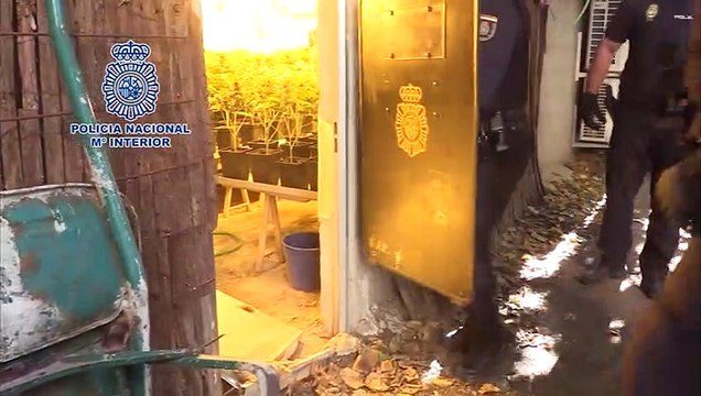 Policía lidera la lucha internacional contra cultivo y tráfico de marihuana