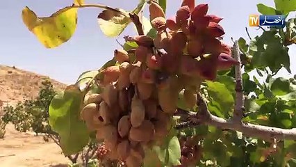 باتنة/ مستثمرة "بردود" الفلاحية مهددة بالزوال بسبب إنعدام الكهرباء