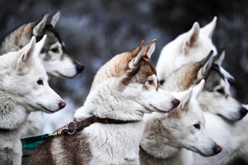 Razas de perros de trineo