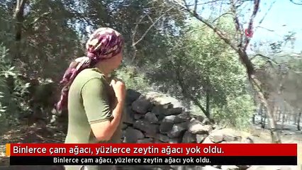 Binlerce çam ağacı, yüzlerce zeytin ağacı yok oldu.