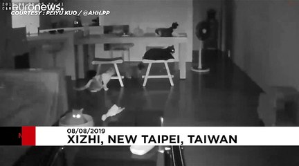 Cats in Taipei get a fright as 6.0-magnitude earthquake makes buildings tremble