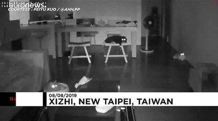 Ταϊβάν: Ανήσυχες γάτες λόγω...σεισμού