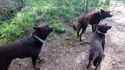 3 chiens parfaitement immobiles