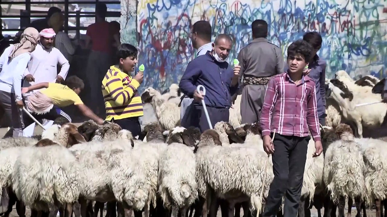 Irak'taki ekonomik durum kurbanlık piyasasını da etkiliyor (2) - ERBİL