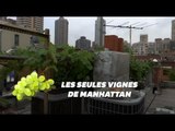 Ce vigneron fait pousser des vignes depuis son rooftop à Manhattan
