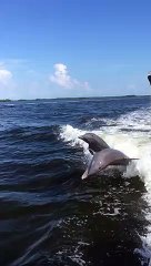 Wake Surfing Dolphins