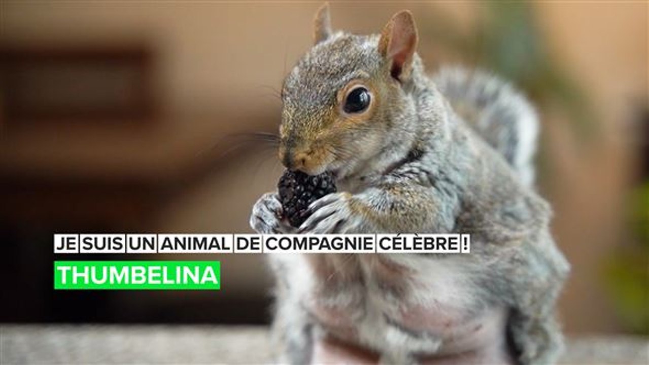 Je suis un animal domestique célèbre : little_thumbelina