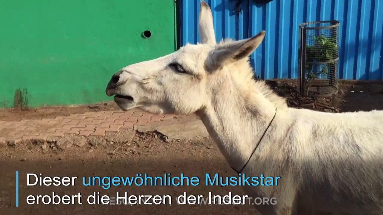 Singender esel landet internet-hit