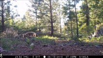 La seule meute de loups de Californie filmée par des caméras de surveillance