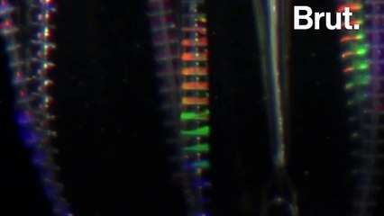Les cténophores, créatures marines iridescentes
