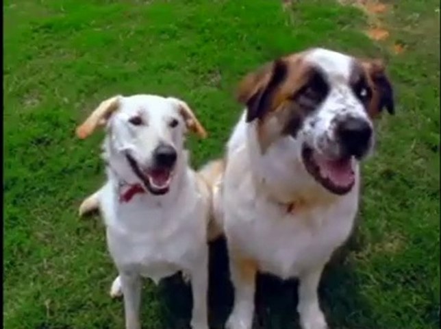 Video Nº3 Neighborhood Animals 01 03 Version 1 Video Dailymotion