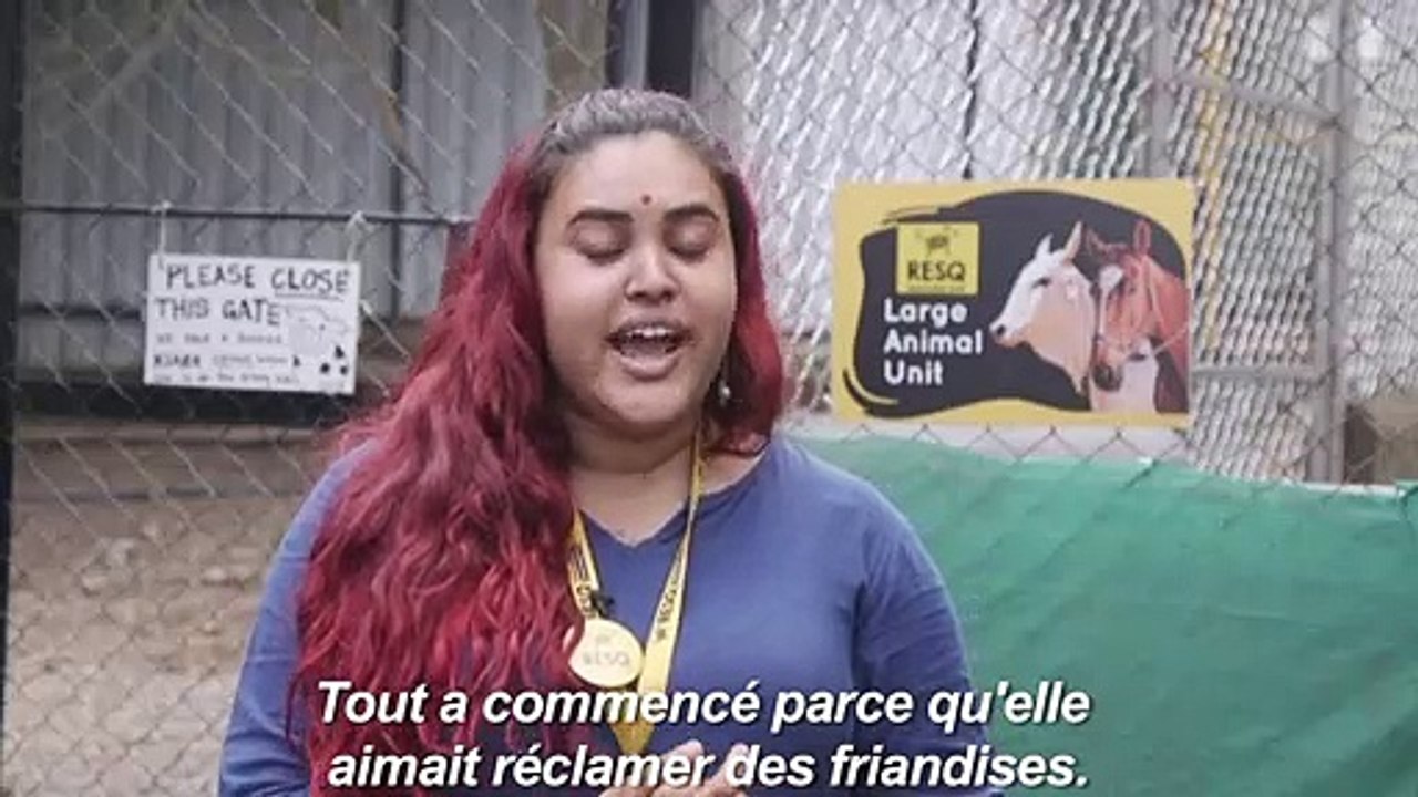 Emily, l'ânesse qui chante, nouvelle star en Inde