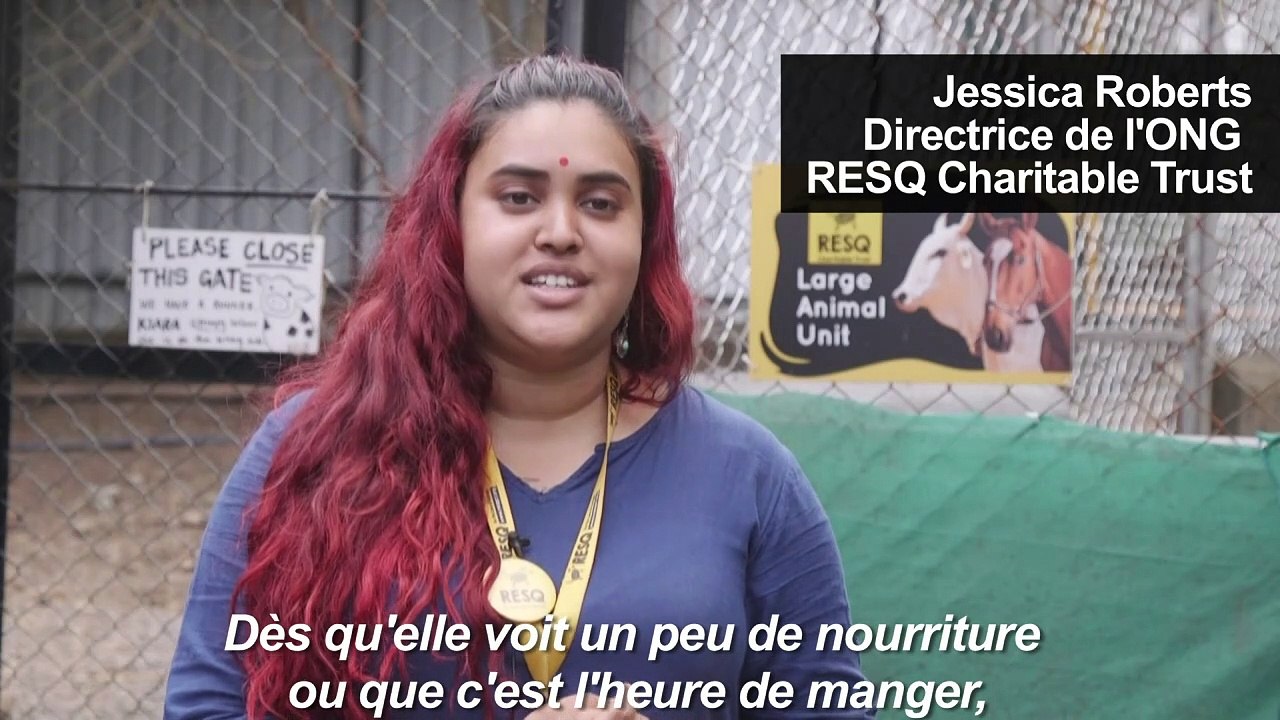Emily, l'ânesse qui chante, nouvelle star en Inde