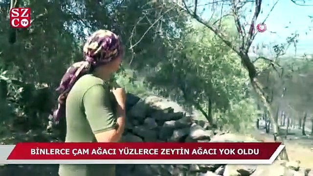 Binlerce çam ağacı, yüzlerce zeytin ağacı yok oldu