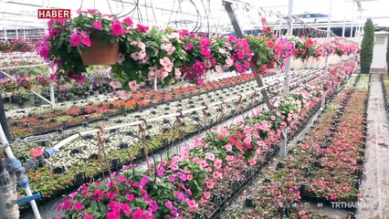 Edremit'te süs bitkileri için seralar kuruluyor