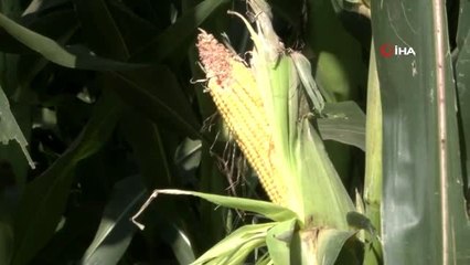 Sakarya'da mısır üreticilerinden açıklama