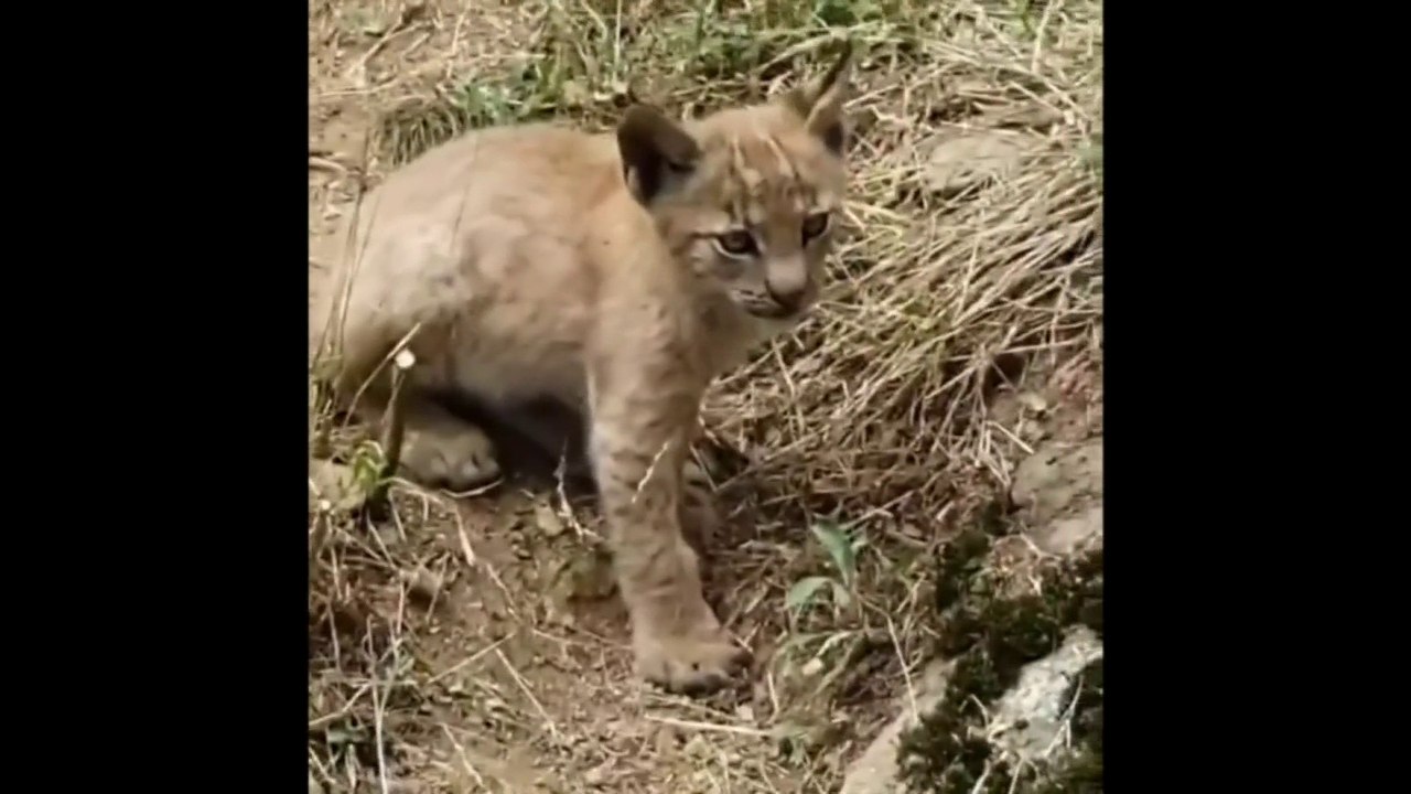 Un lynx boréal voit le jour dans le parc nature...