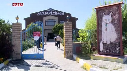 Tek seferde en çok yavru doğuran Van kedisi Nazlı