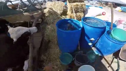 Hayvan Pazarındaki Besicilerin Zorlu Yaşamı