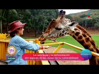 Télécharger la video: Ana Alicia visitó una reserva que protege a diversas especies animales | Sale el Sol