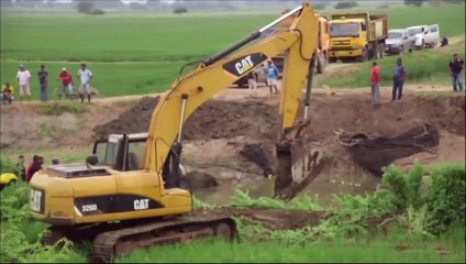 Un éléphant de mer coincé depuis treize jours est libéré en Équateur