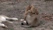 Bébé lion s'amuse à sauter sur papa