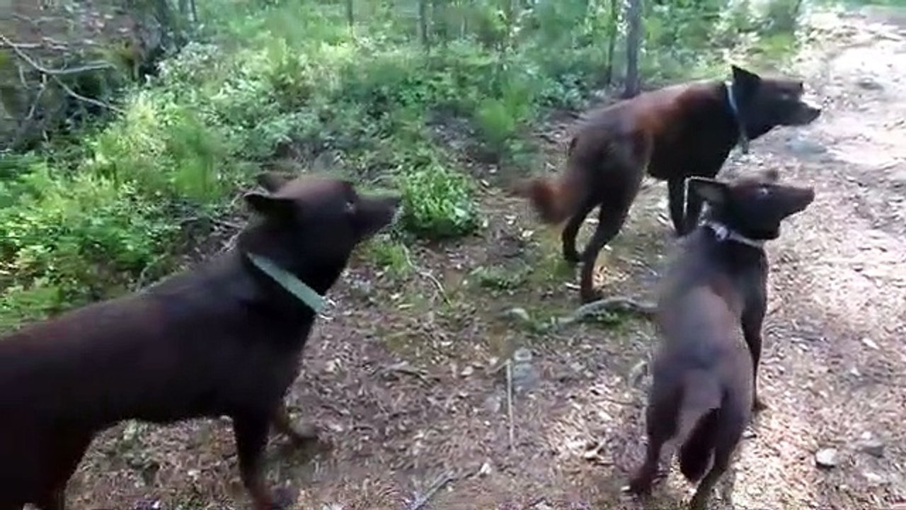 Ces chiens sont parfaitement immobiles... Incroyable