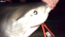 Ces pecheurs attrapent un grand requin blanc par erreur en pleine nuit