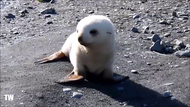 Cette otarie albinos est tellement adorable