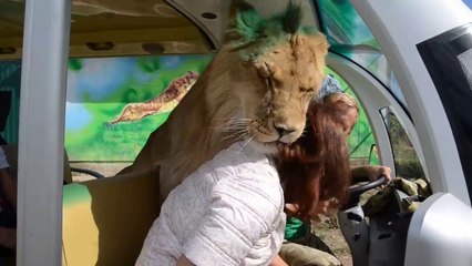 Les lions de ce parc sont vraiment très affectueux avec les visiteurs
