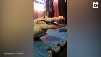 Quand un crocodile fait le Bottle Cap Challenge