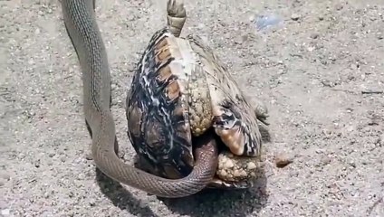 Un serpent entre dans la carapace d'une tortue pour la dévorer