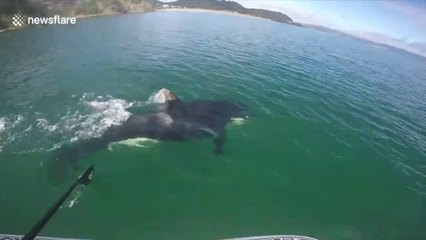 Une orque suit ces touristes pendant leur sortie en Paddle