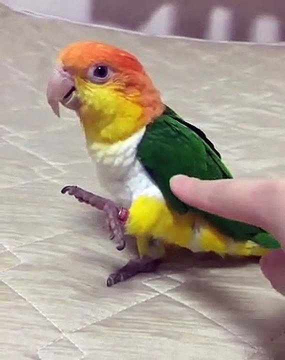 Marrant ! Cette perruche adore jouer et rigoler. Ecoutez son magnifique rire !