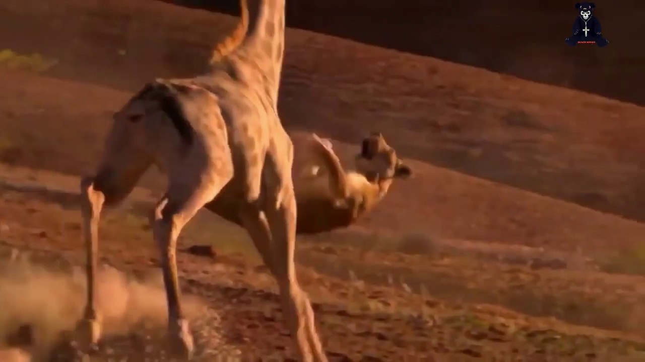 Wild Life Gang Bang, Tiger Received Flying Kick on Face by giraffe, Lion Hunting like Boss !