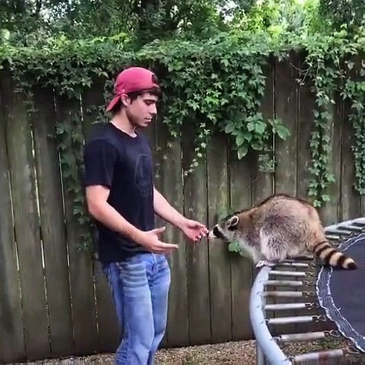 Ce mignon raton laveur a appris un nouveau tour...