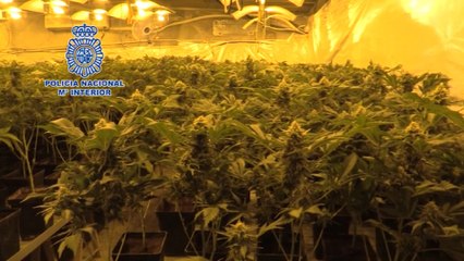 Policía lidera la lucha internacional contra cultivo y tráfico de marihuana