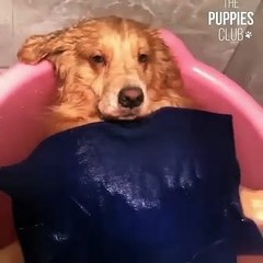 Le niveau de relaxation de ce chien est admirable. Regardez !