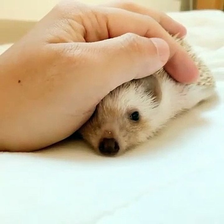 Cet hérisson aime beaucoup se faire caresser. Trop chou !